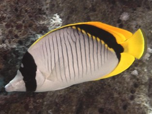 Chaetodon lineolatus